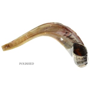 Natural Kosher Jewish Polished Shofar Ram Horn 22+&quot;(50-54 cm) Israel