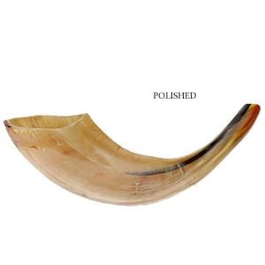 Natural Kosher Jewish Polished Shofar Ram Horn 9.4 - 11&quot;(24-28 cm) from Israel