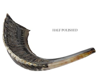 Half Polished Natural Kosher Jewish Shofar Ram Horn 15 - 17"(35-39 cm) Israel