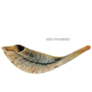 Half Polished Natural Kosher Jewish Shofar Ram Horn 11 - 13&quot;(25-29 cm) Israel
