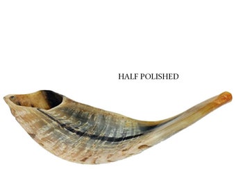 Half Polished Natural Kosher Jewish Shofar Ram Horn 11 - 13"(25-29 cm) Israel