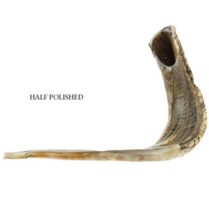 Halb poliert natürliche koschere jüdische Shofar Ram Horn 22+&quot;(50-54 cm) Israel