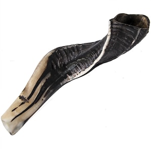 Half Polished Natural Kosher Jewish Shofar Ram Horn Made In ISRAEL 10.5&#39;&#39;