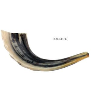 Natural Kosher Jewish Polished Shofar Ram Horn 11 - 13&quot;(25-29 cm) Israel