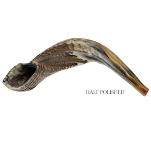 Half Polished Natural Kosher Jewish Shofar Ram Horn 19 - 21&quot;(45-49 cm) Israel