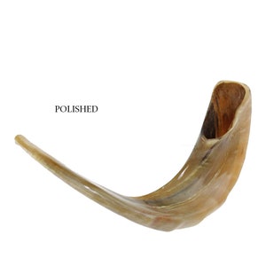 Natural Kosher Jewish Polished Shofar Ram Horn 17 - 19&quot;(40-44 cm) Israel