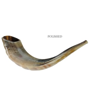 Natural Kosher Jewish Polished Shofar Ram Horn 15 - 17&quot;(35-39 cm) Israel