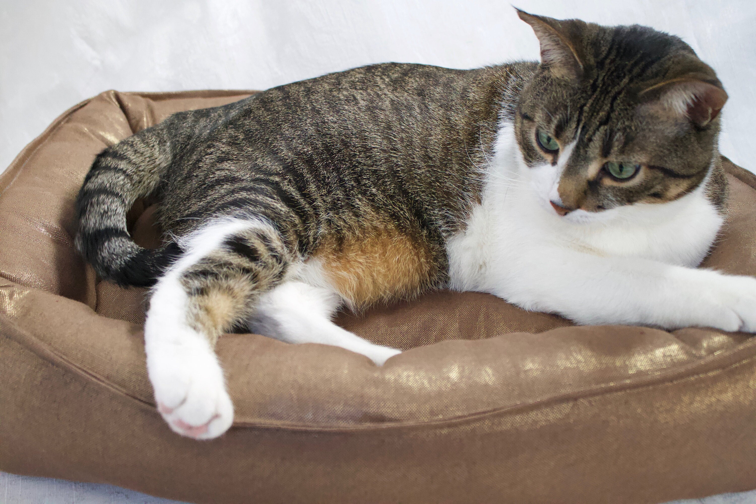 Gold Metallic Linen Dog Bed Cat Bed Pet Bed Throne Royalty Bed Etsy
