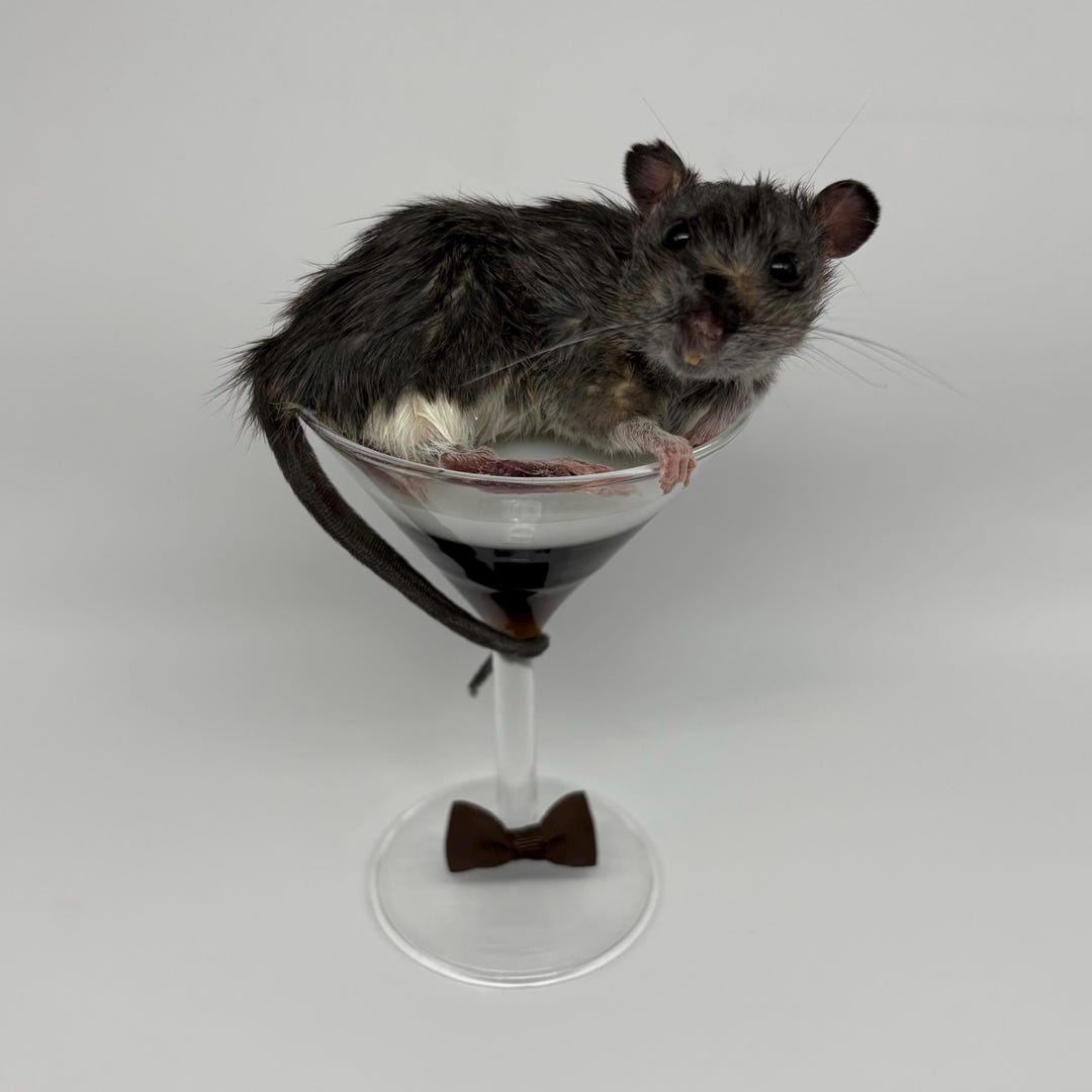 Espresso Martini Taxidermy Rat | Whimsical Fun Oddities Curio Bar Decor ...