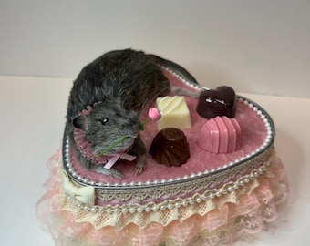 Valentines Rat Taxidermy Chocolate Heart | Whimsical Romantic Fun OOAK Oddities Decor Preserved Curiosities Art Pink Ruffle Lace Anniversary