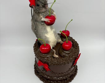 Chocolate Cake Taxidermy Rat Sitting Whimsical Oddities Curio Decor Preserved Handmade Curiosities Art Gifts Faux Dessert Cherries OOAK