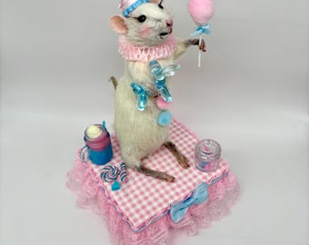 Cotton Candy Rat Taxidermy Clown Whimsical Fun OOAK Oddities Preserved Curiosities Art Circus Carnival Decor Pink Blue Lollipops Candy