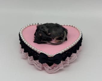 Taxidermy Sleeping Mouse Pink Heart Lace Pearls Black Bow Tiny Baby One of a Kind Oddities Curio Decor Preserved Curiosities Art