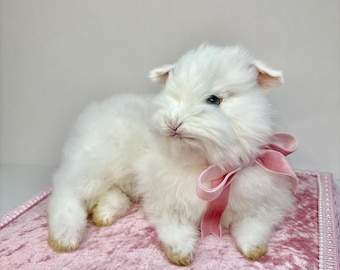 Angora Rabbit Taxidermy Baby Bunny Whimsical Fun OOAK Oddities Preserved Curiosities Art Decor Pink Velvet Bed
