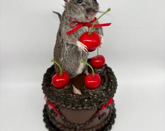 Chocolate Cake Taxidermy Rat Whimsical Oddities Curio Decor Preserved Handmade Curiosities Art Gifts Faux Dessert Cherries OOAK