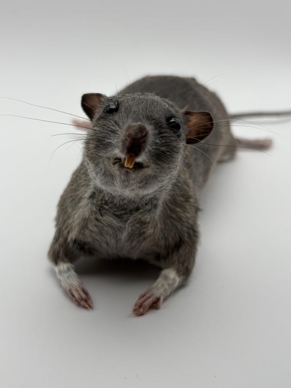A real, ethically-sourced XL rat taxidermy posed in a whimsical lounge — the kind of object that stops every single person who walks into the room dead in their tracks.