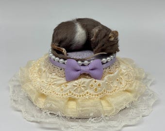 Taxidermy Sleeping Mouse Lace Purple Velvet and Pearls Tiny Baby One of a Kind Oddities Curio Decor Preserved Curiosities Art