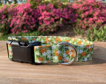Tangerine Orange Dog Collar: Clementine Citrus Print, Summer Novelty