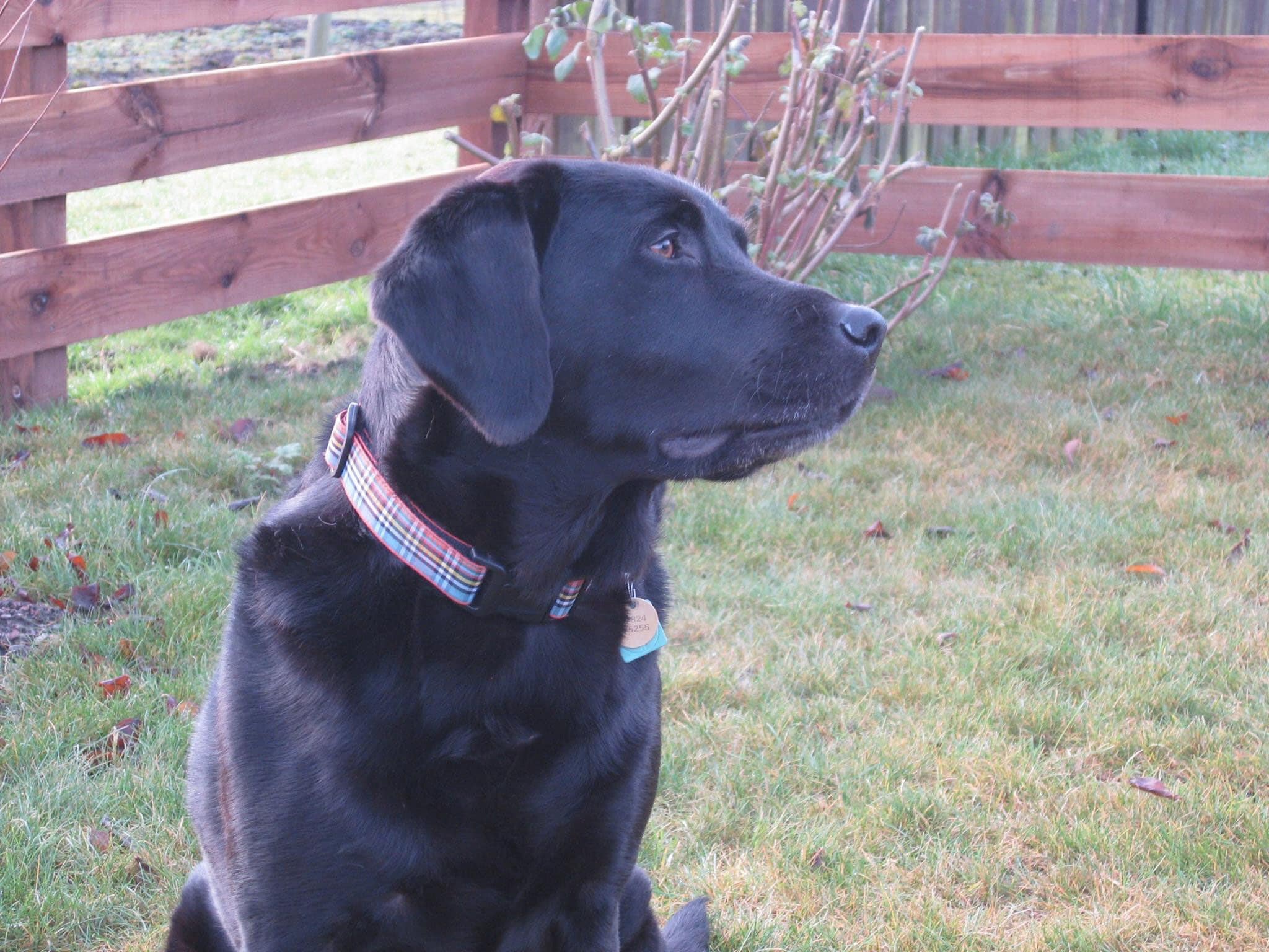 Anderson tartan top dog collar