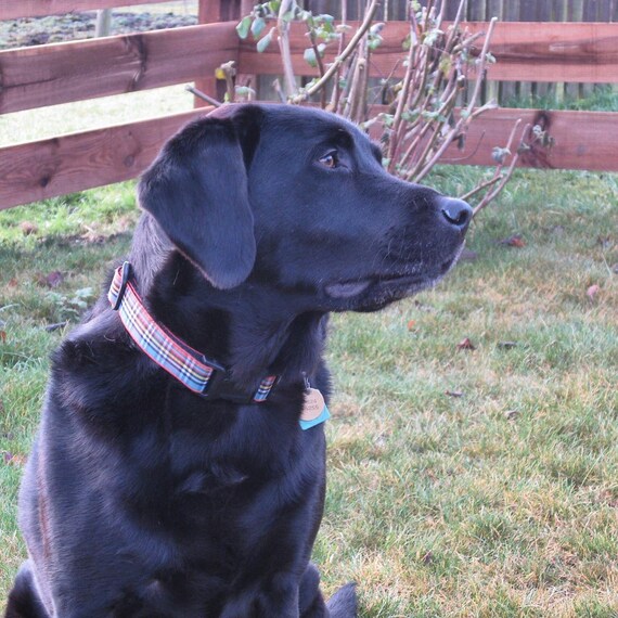 anderson tartan dog collar