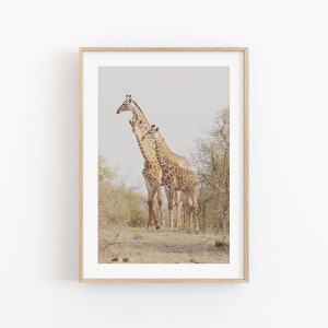 South Africa Giraffe Print: African Animal Photography (Digital Download)
