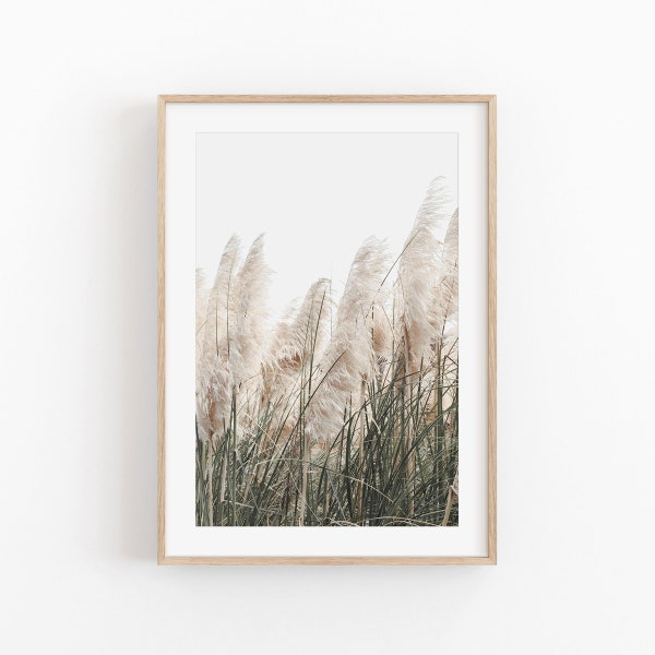 Pampas Grass Photo Etsy