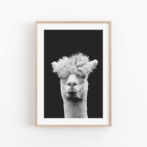 Lama Print, Animal Print, Instant Art, INSTANT DOWNLOAD, Moderne minimalistische Poster, Afdrukbare Muur Decor, Fotografie, Natuurfotografie