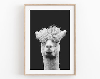 Llama Photography Print: Modern Minimalist Animal Poster (Instant Download)