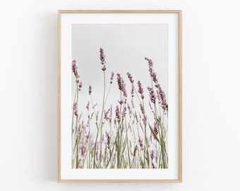 May include: A framed photograph of a field of lavender flowers reaching up towards a cloudy sky.