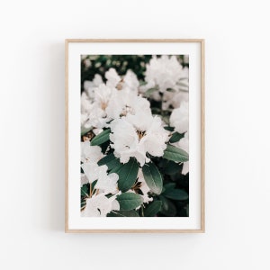 Flowers Art Print, Rhododendron Wall Art, Flowers Print Art, Floral Art Print, White flowers, Flowers Print, Botanical Art , Home Wall Art
