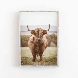 K&ouml;nnte beinhalten: Eine braune Highland-Kuh mit langem, struppigem Fell steht auf einer gr&uuml;nen Wiese. Die Kuh blickt mit ihren gro&szlig;en, dunklen Augen direkt in die Kamera.