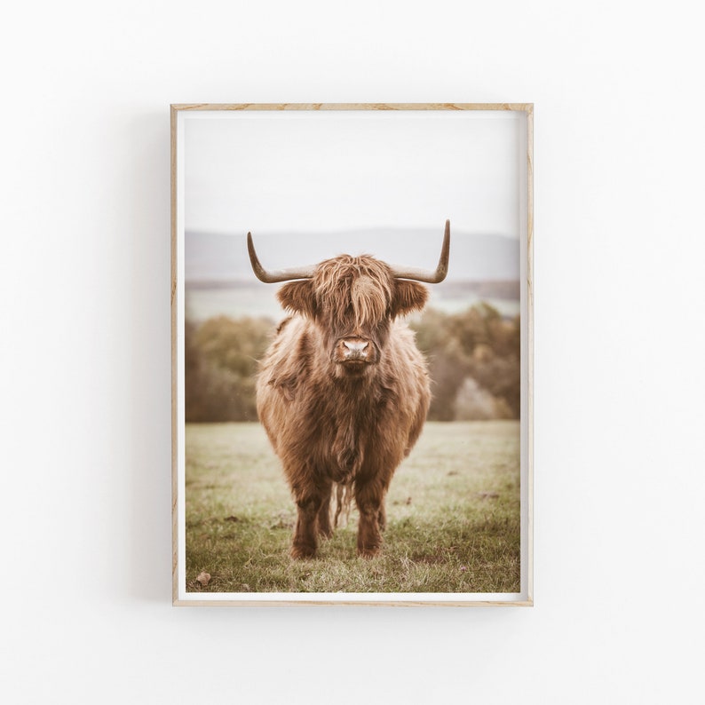 K&ouml;nnte beinhalten: Eine braune Highland-Kuh mit langem, struppigem Fell steht auf einer gr&uuml;nen Wiese. Die Kuh blickt mit ihren gro&szlig;en, dunklen Augen direkt in die Kamera.
