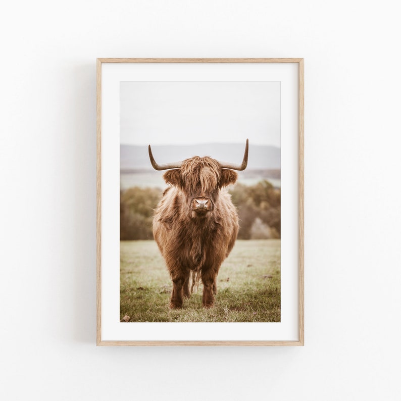 K&ouml;nnte beinhalten: Eine braune Highland-Kuh mit langem, zotteligem Fell steht auf einem Feld und blickt direkt in die Kamera. Die Kuh hat gro&szlig;e H&ouml;rner und eine dicke M&auml;hne.