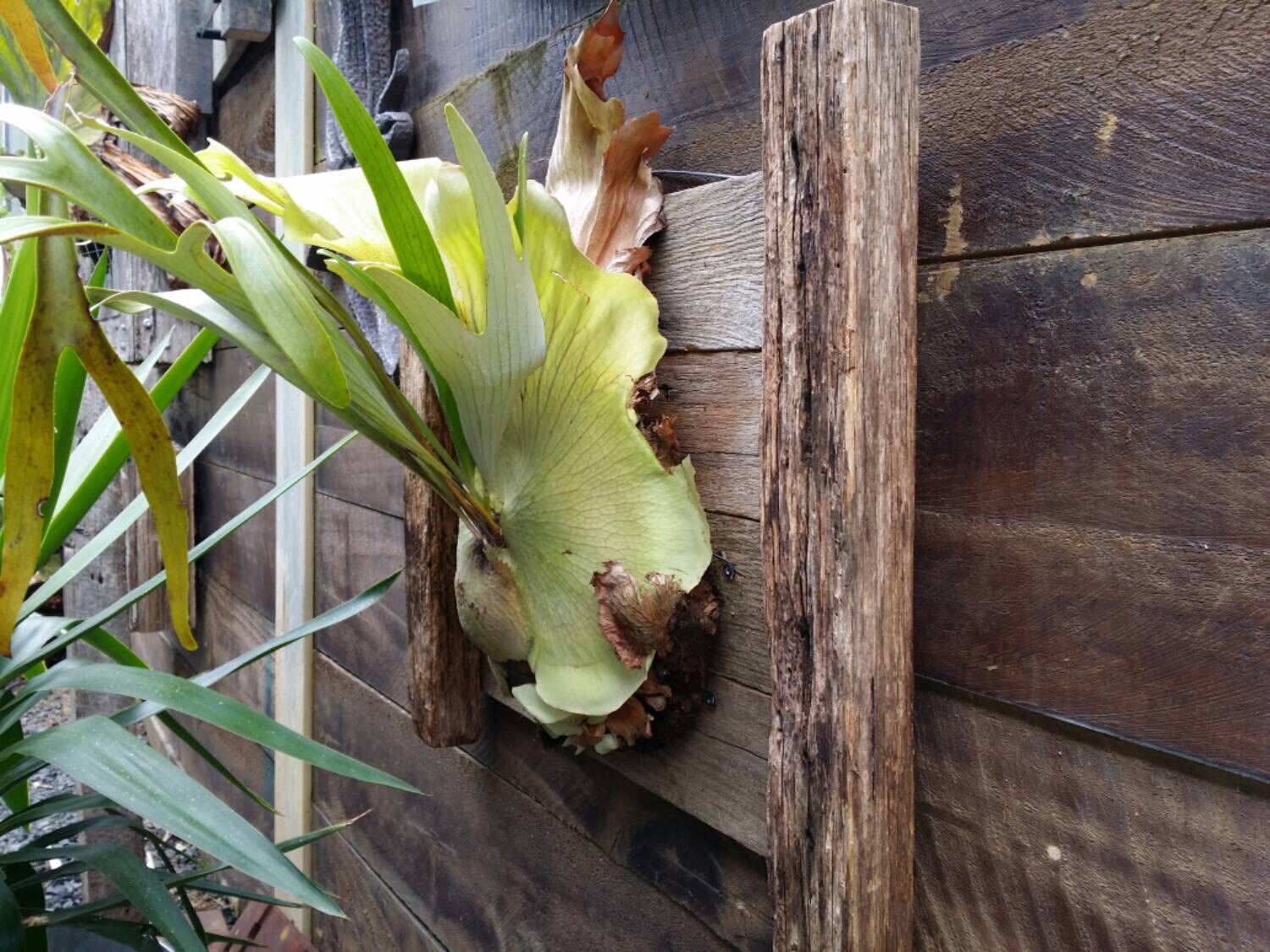 Elkhorn staghorn on rustic timber mount Etsy