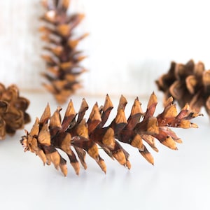 May include: Close-up of several brown pine cones with a light background. The pine cones are in various stages of focus, with the foreground cone sharply detailed. The cones have a natural, textured appearance, suggesting a rustic or natural theme.