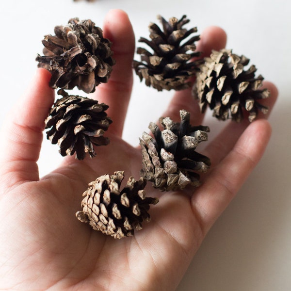 Adorable miniature natural pine cones (150) - Untreated - Ontario Canada - Crafting, Wreaths, Home Decor, Rustic Wedding - Small Pinecones A