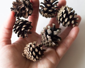 May include: A hand holding six brown pine cones. The pine cones are various sizes and shapes.