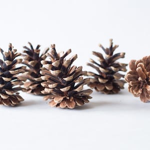 Pine cones 75, bulk, natural/untreated, sanitized, Canada pinecones/ Crafting, Wreaths, Home Decor, Autumn, Rustic Wedding image 2