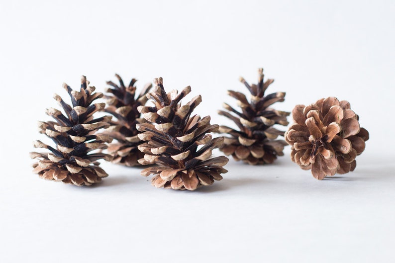 Pine cones 75, bulk, natural/untreated, sanitized, Canada pinecones/ Crafting, Wreaths, Home Decor, Autumn, Rustic Wedding image 2