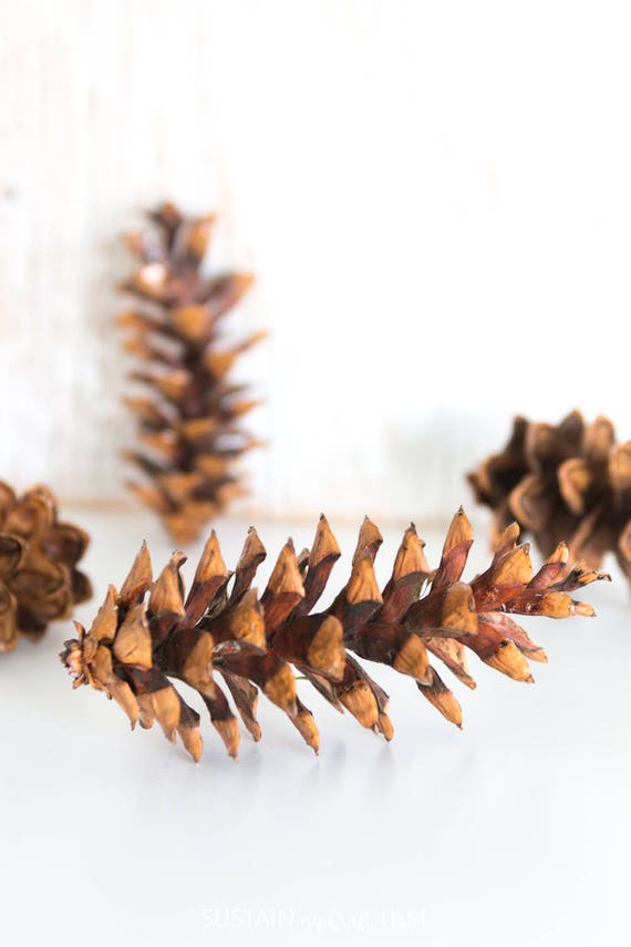 Eastern White Pine Cones 75, Large, Bulk, Natural/ Untreated, Sanitized  Ontario, Canada Pinecones/ Crafting, Wreaths, Rustic Wedding 