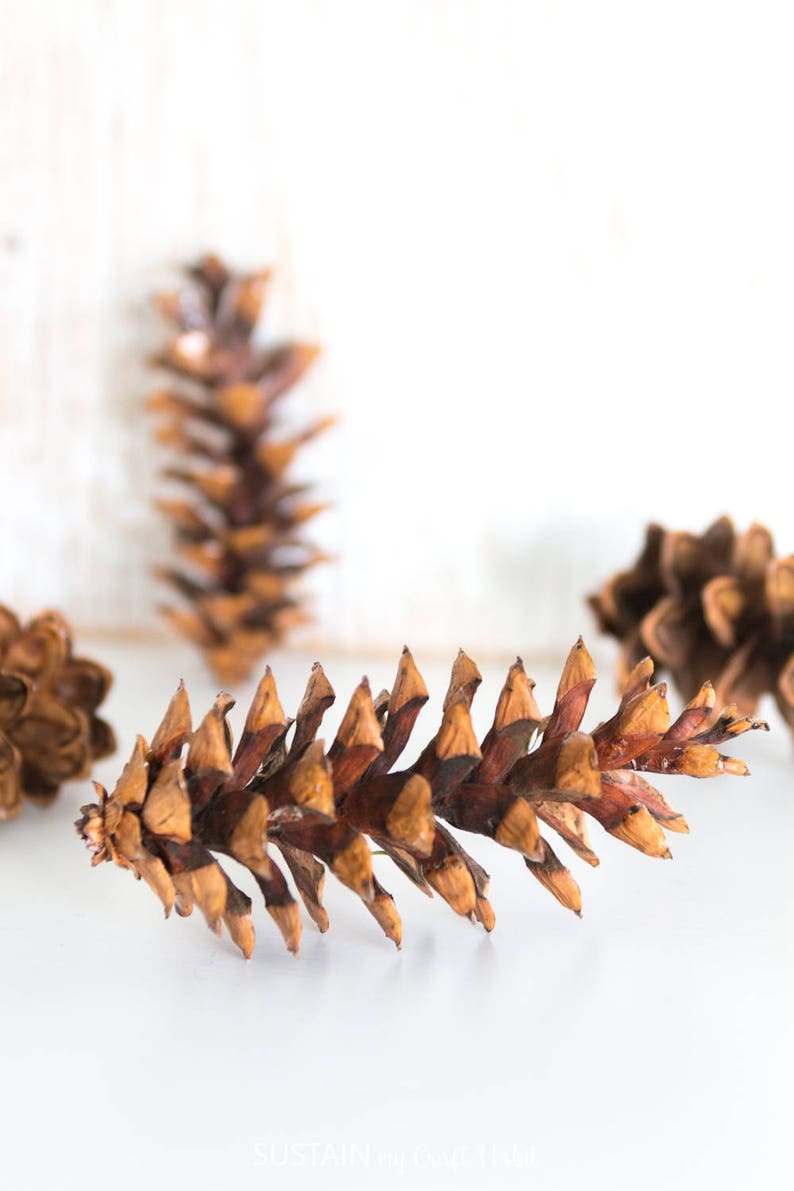 Eastern White Pine Cones 75, large, bulk, natural/ untreated, sanitized Ontario, Canada pinecones/ Crafting, Wreaths, Rustic Wedding image 1