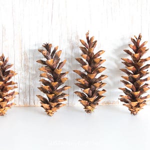 Eastern White Pine Cones 75, large, bulk, natural/ untreated, sanitized Ontario, Canada pinecones/ Crafting, Wreaths, Rustic Wedding image 3