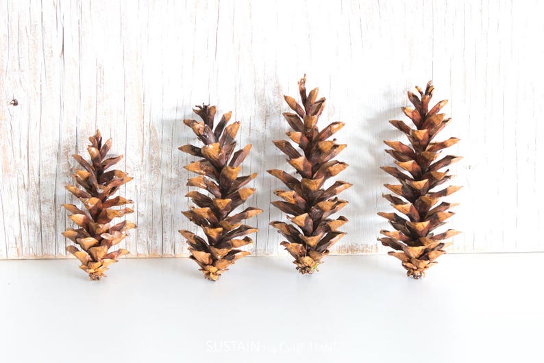 Eastern White Pine Cones 75, large, bulk, natural/ untreated, sanitized Ontario, Canada pinecones/ Crafting, Wreaths, Rustic Wedding image 3