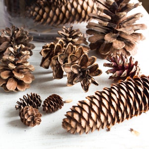 Assorted Pine Cones 100, bulk, natural/untreated, sanitized Ontario, Canada pinecones/ Crafting, Wreaths, Rustic Wedding, Christmas crafts image 2