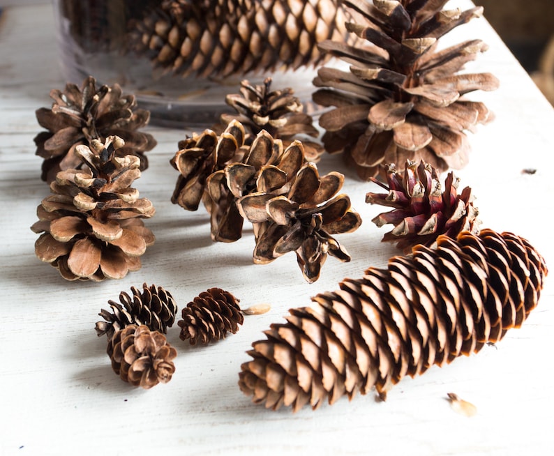 Assorted Pine Cones 100, bulk, natural/untreated, sanitized Ontario, Canada pinecones/ Crafting, Wreaths, Rustic Wedding, Christmas crafts image 2