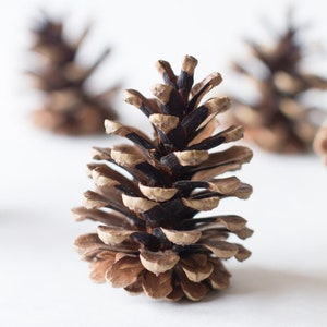 Pine cones 75, bulk, natural/untreated, sanitized, Canada pinecones/ Crafting, Wreaths, Home Decor, Autumn, Rustic Wedding image 1