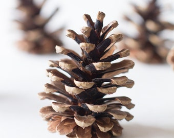 Pine cones (75), bulk, natural/untreated, sanitized, Canada pinecones/ Crafting, Wreaths, Home Decor, Autumn, Rustic Wedding