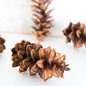 Eastern White Pine Cones 75, large, bulk, natural/ untreated, sanitized Ontario, Canada pinecones/ Crafting, Wreaths, Rustic Wedding image 2