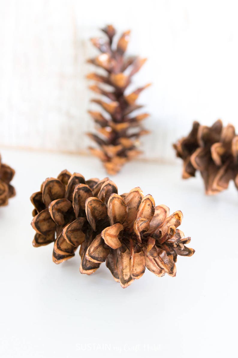 Eastern White Pine Cones 75, large, bulk, natural/ untreated, sanitized Ontario, Canada pinecones/ Crafting, Wreaths, Rustic Wedding image 2