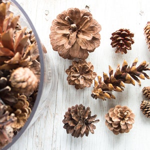 Assorted Pine Cones 100, bulk, natural/untreated, sanitized Ontario, Canada pinecones/ Crafting, Wreaths, Rustic Wedding, Christmas crafts image 4